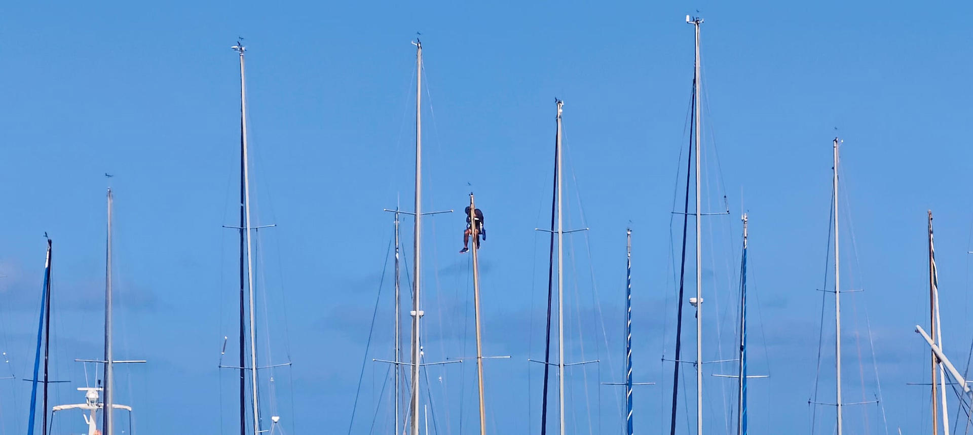 Salire sull’albero in sicurezza, i consigli del Rigger